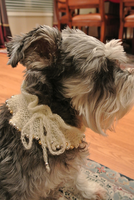 Tabby's Christmas Collar