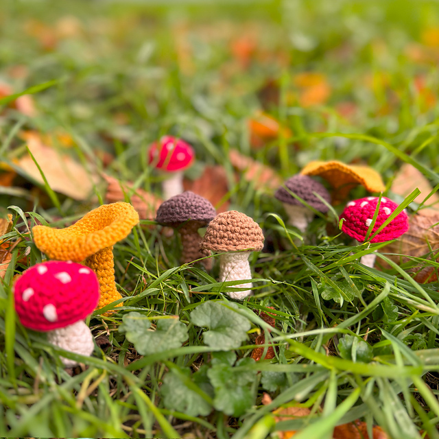 Fliegenpilz und Pfifferling