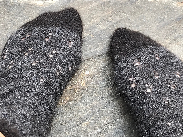 Leaving Devonshire Socks