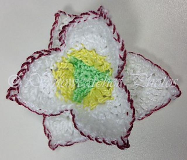 Amaryllis Snowflake