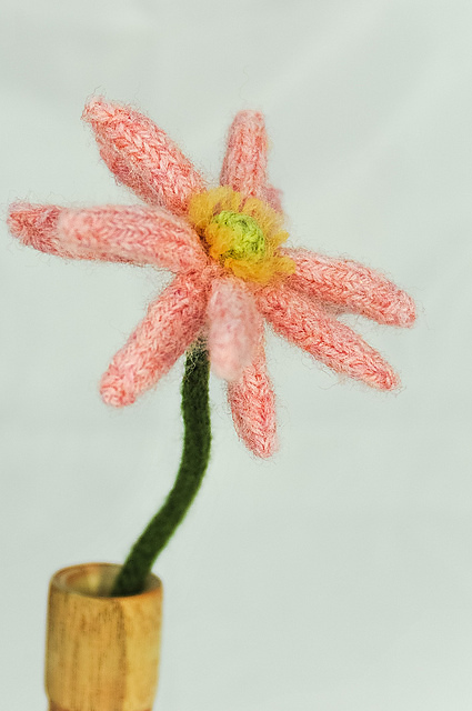 Japanese Anemone