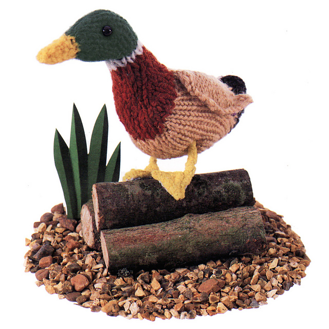 Mallard Duck