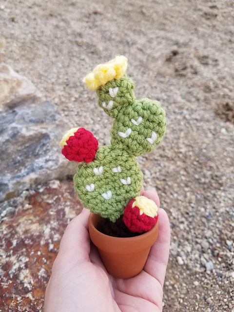 Prickly Pear Cactus