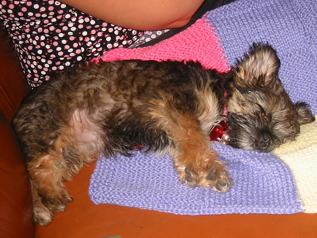 Pixie's Blanket