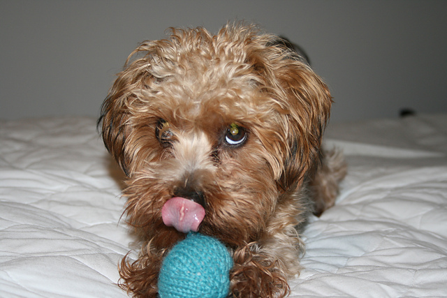 Chunk's Toy Ball