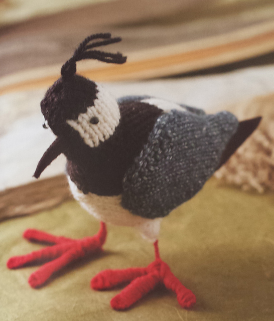 Lapwing bird