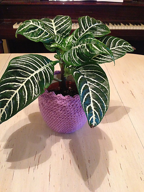 Plant Cozy