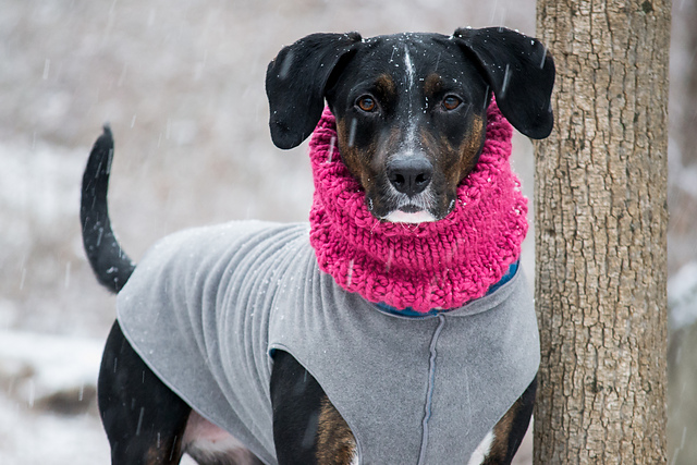 The CLASSIC Dog Cowl