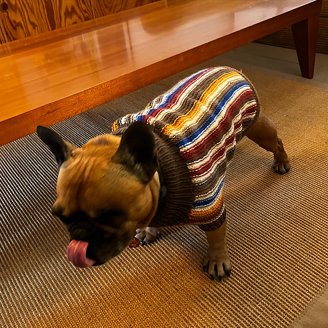 Honey Jacket for French Bulldog