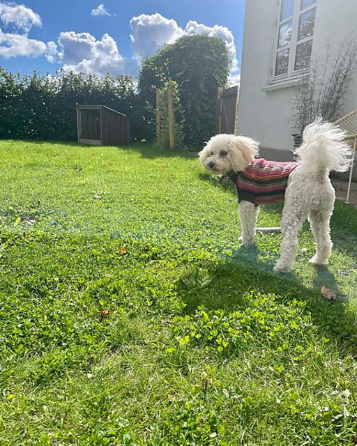 Honey Jacket for small dogs