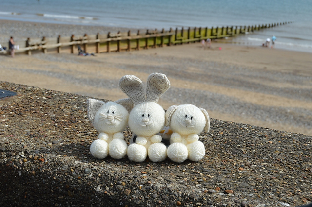Rabbit, Cat and Dog