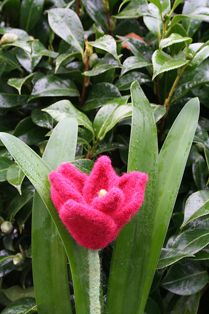 Tulip