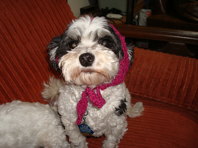 Tonks' Open Ear Dog Hat