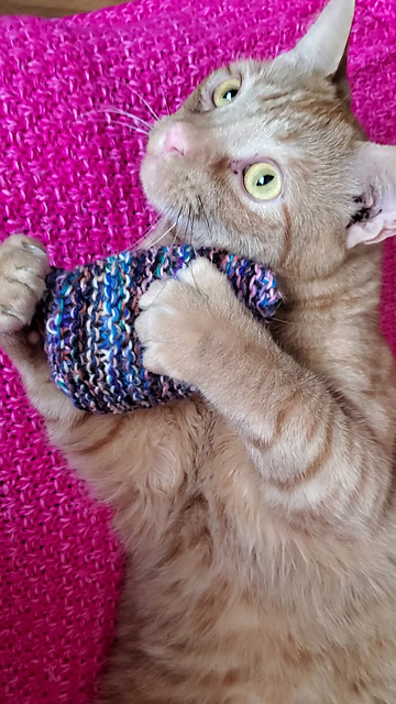 Betty's cat toy