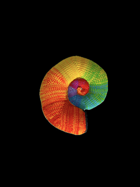 Shell Shape 1