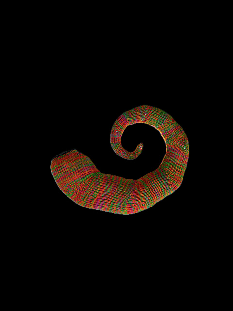 Shell Shape 4