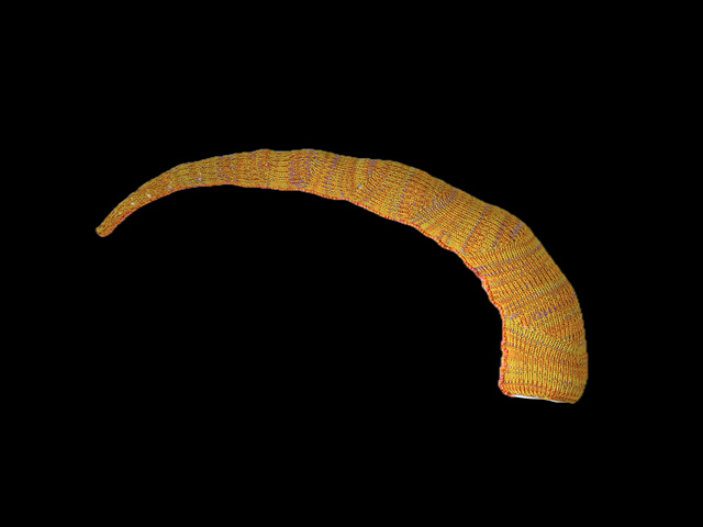 Shell Shape 6