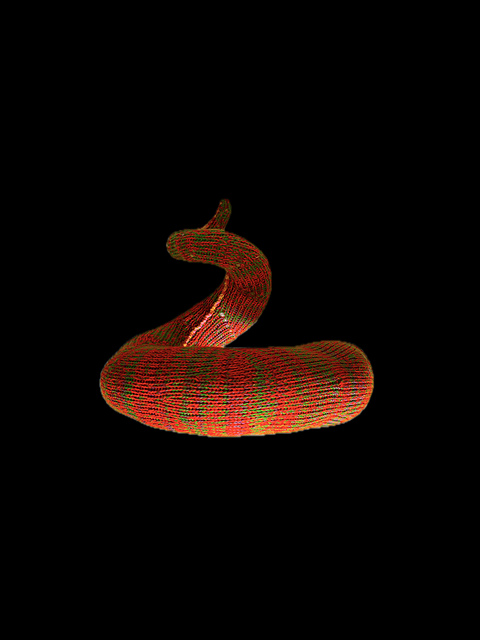 Shell Shape 8