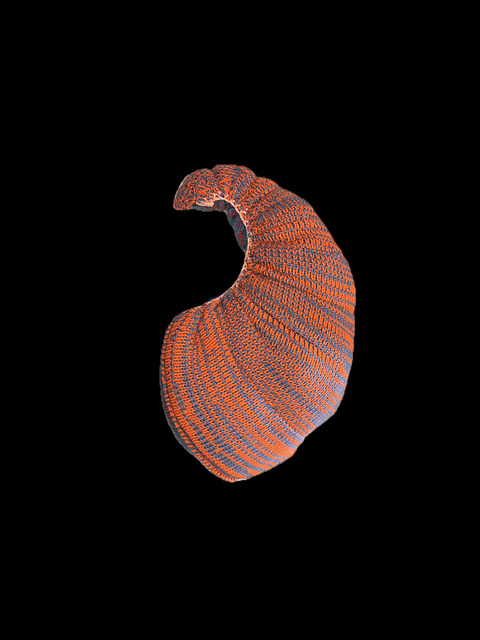 Shell Shape 24