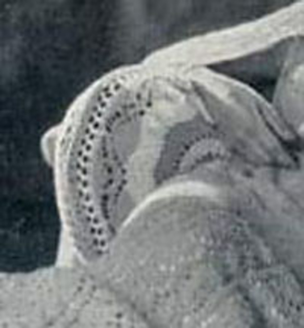 Cushion No. 161
