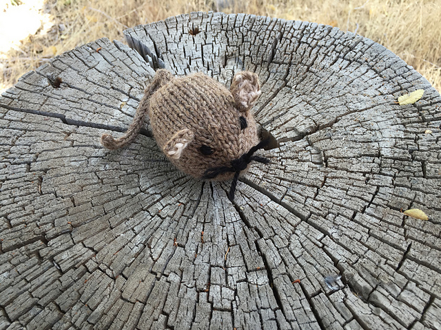Pocket Mouse Topsy-Turvy