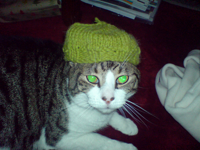 Cat Beret for Tigu