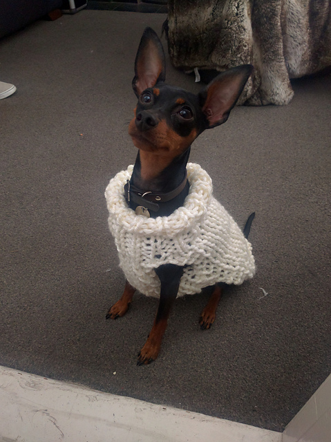 Puppy polo