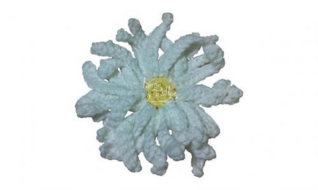 Flor Margarita