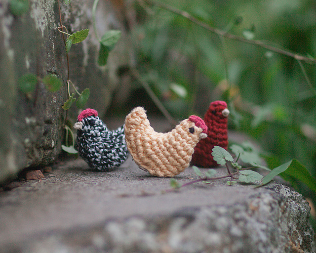 Little Chicken