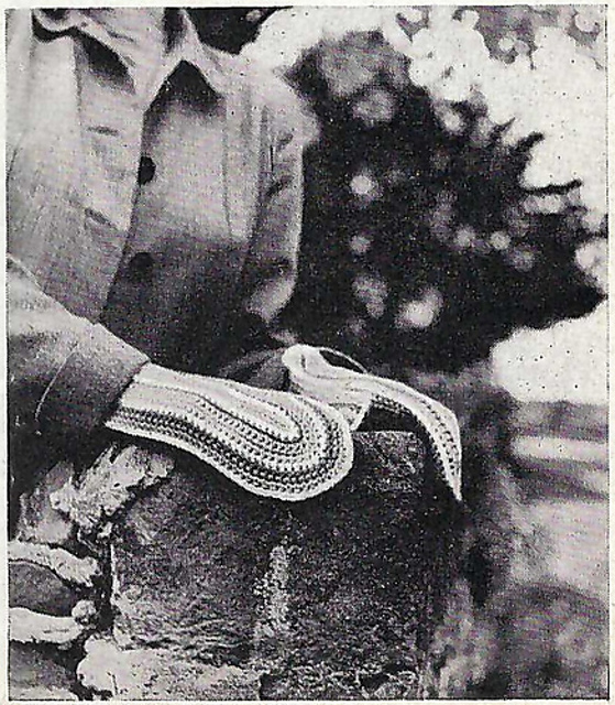 Cheerful Mitts