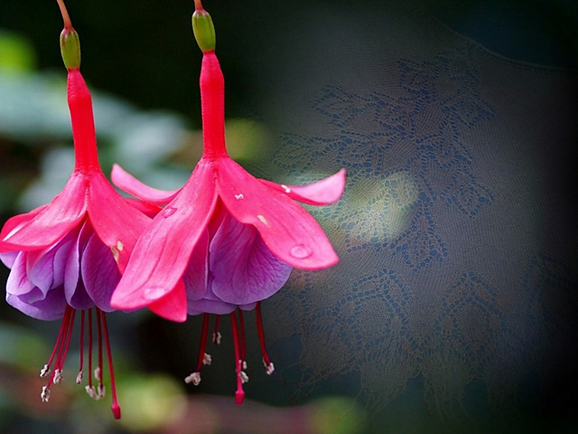 Fuchsia