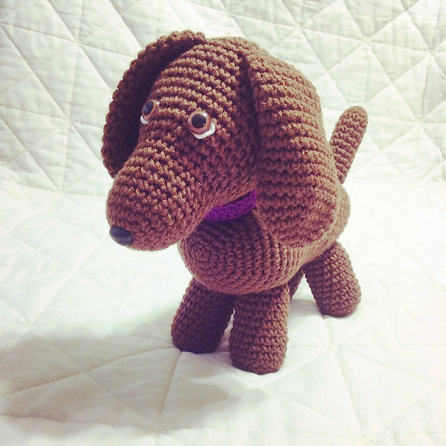 Dachshund