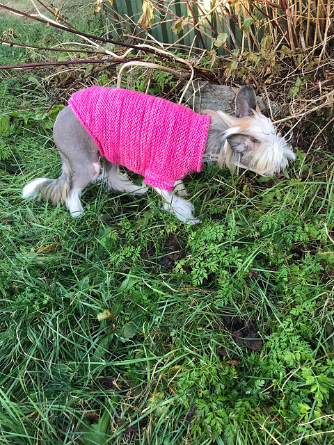 Kiwi’s hundegenser