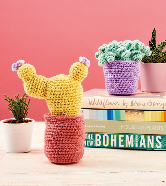 Stylish Succulents