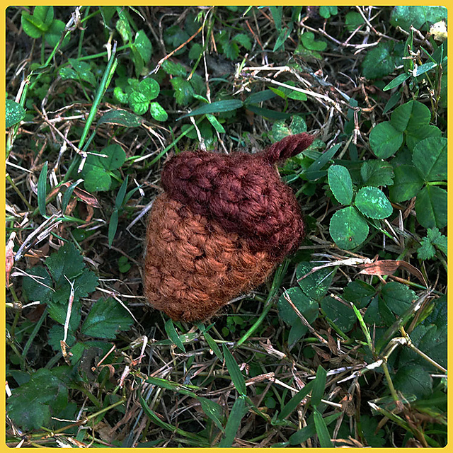 Acorn