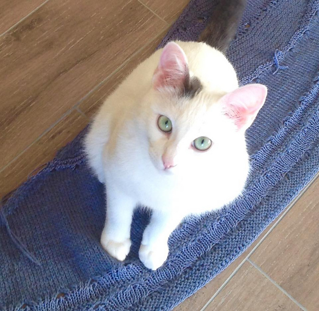Occhi di gatto