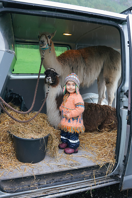 Adventure Llama Sweater KIDS