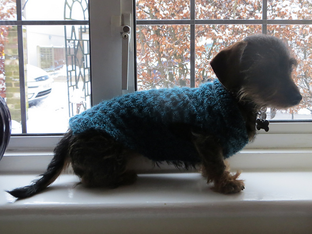 Dog Blanket & Coat