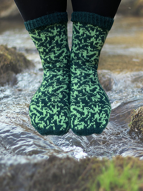 Frogs in Water