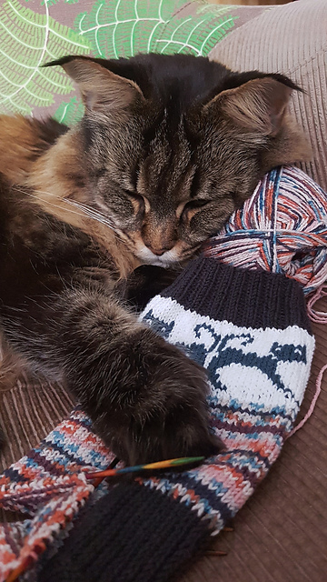 Gerdy's Animal Rescue Socks