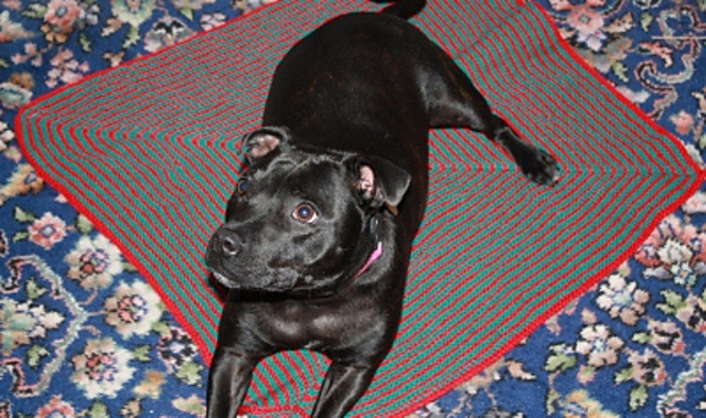 Striped Dog Blanket