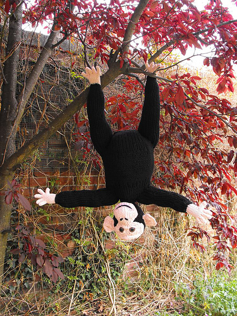 Chesney Chimpanzee
