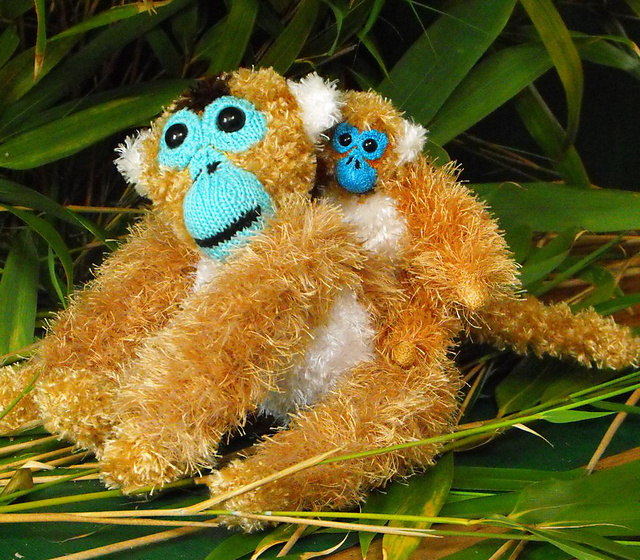 GILBERT AND BABY GEORGE THE GOLDEN MONKEYS