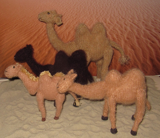Camel Family