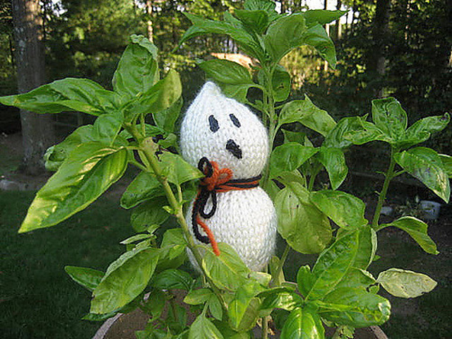My Basil is haunted by a little Ghost!