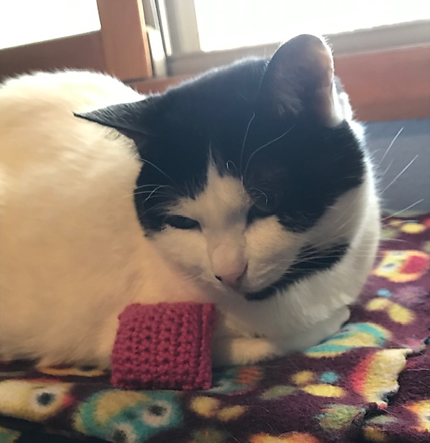 Cat Toy