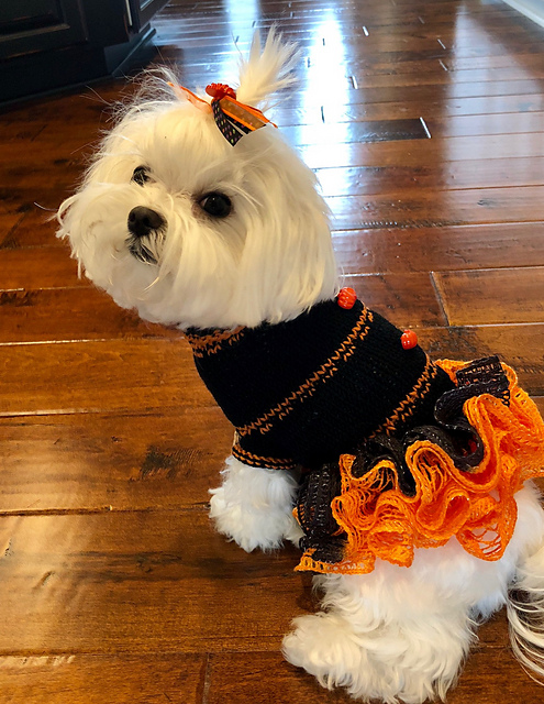 Witchy Wags Halloween Doggie Dress