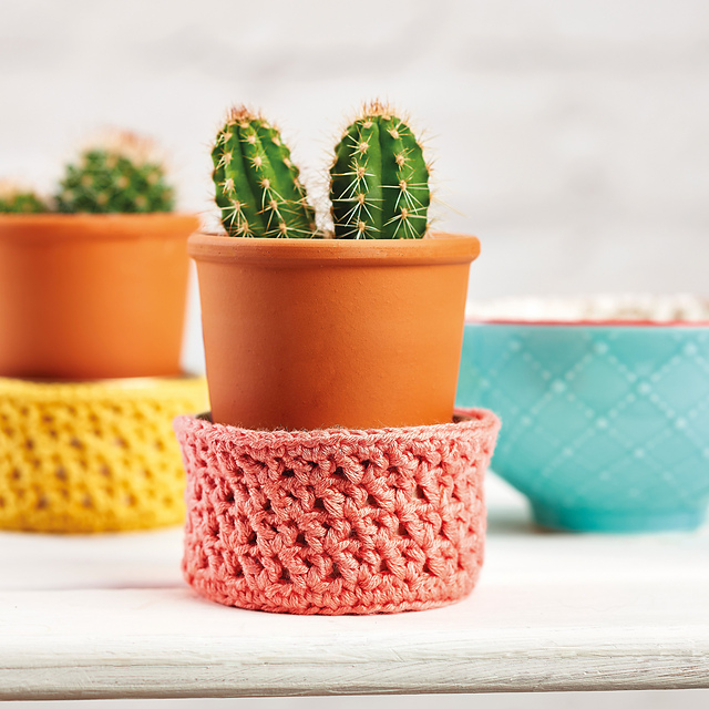 Colourful Cacti