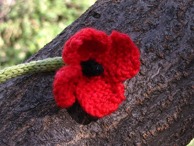 Poppy Flower