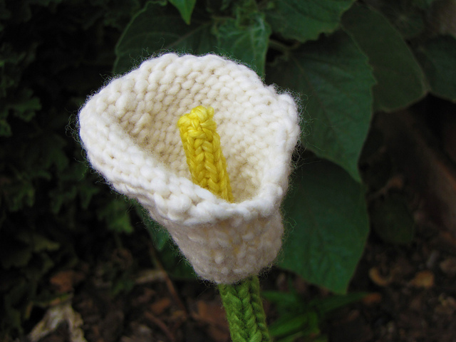 Arum Lily Flower